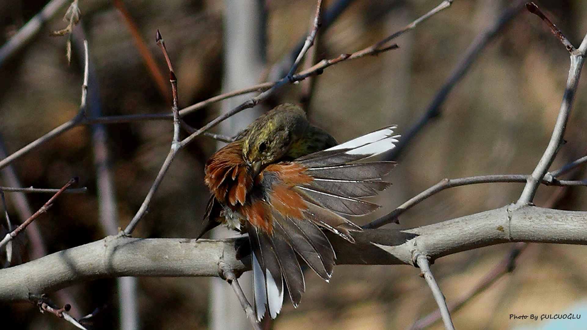 Yellowhammer